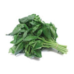 Basil