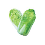 Chinese Cabbage