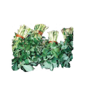 Fresh Sagaa (Spider Plant)
