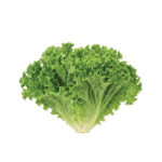 Green Soft Lettuce