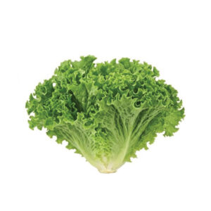 Green Soft Lettuce