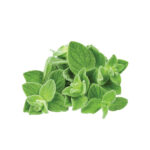 Oregano