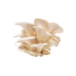 Oyster mushroom