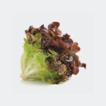 Red Soft Lettuce
