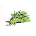 Sage