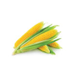 Sweet Corn