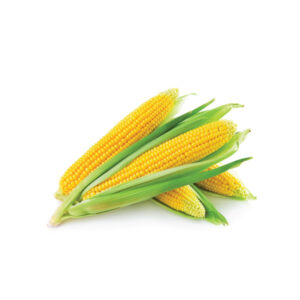 Sweet Corn