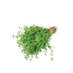 Thyme