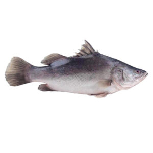 Nile perch
